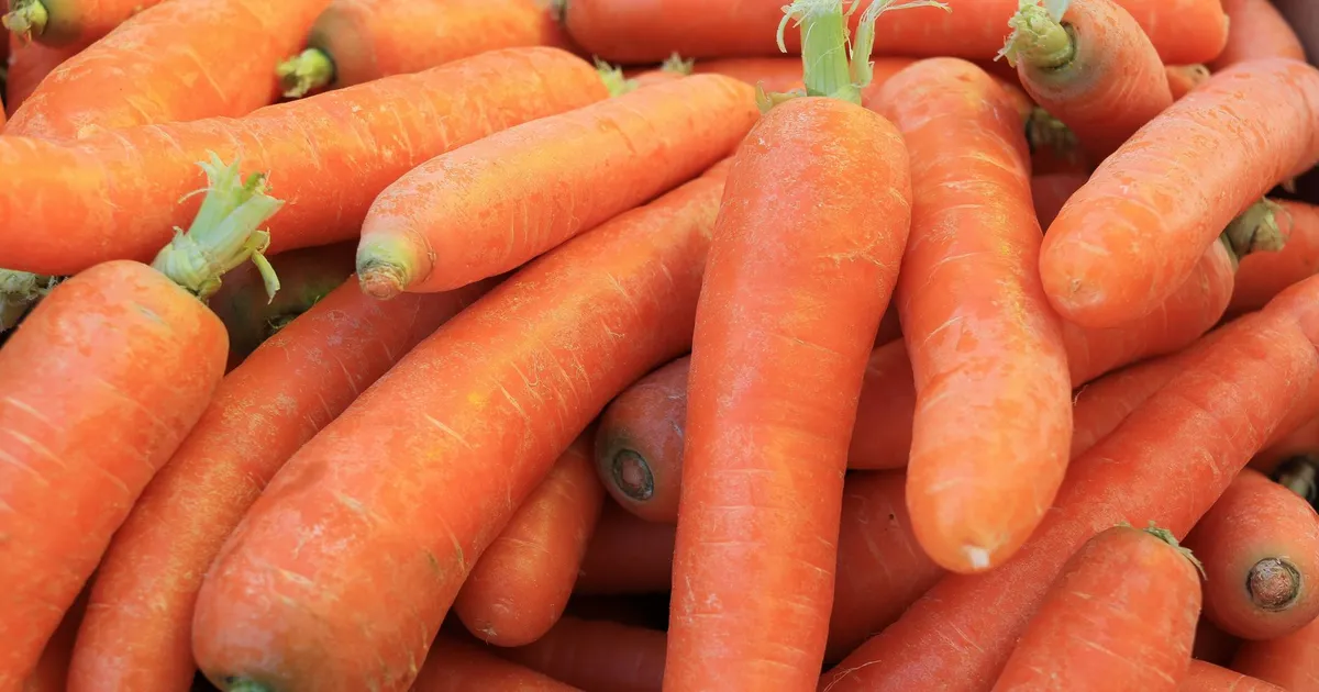 Pile of fresh carrots with their tops