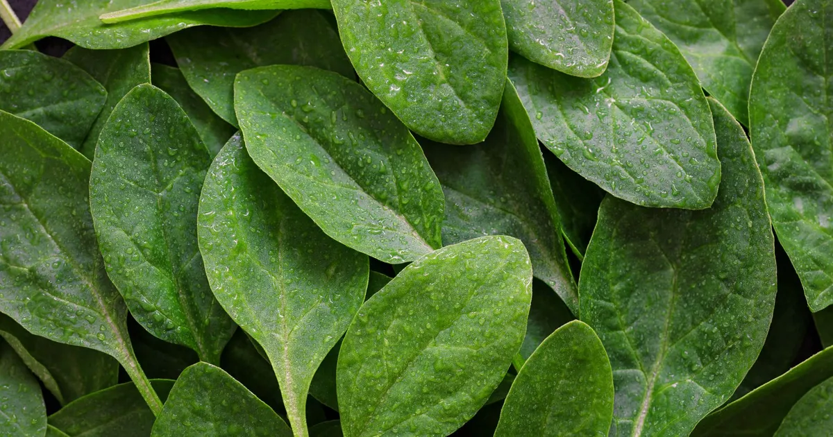 Fresh spinach leaves